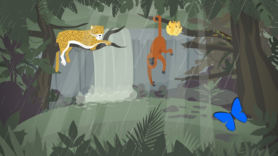 How do ecosystems work? BBC Bitesize