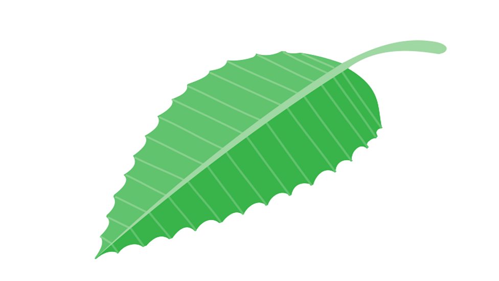 why-are-plants-important-bbc-bitesize