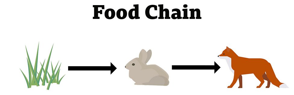 What Is A Food Chain? - BBC Bitesize