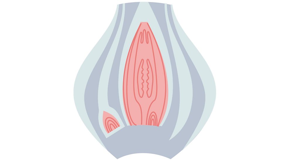 Reproduction in flowering plants BBC Bitesize