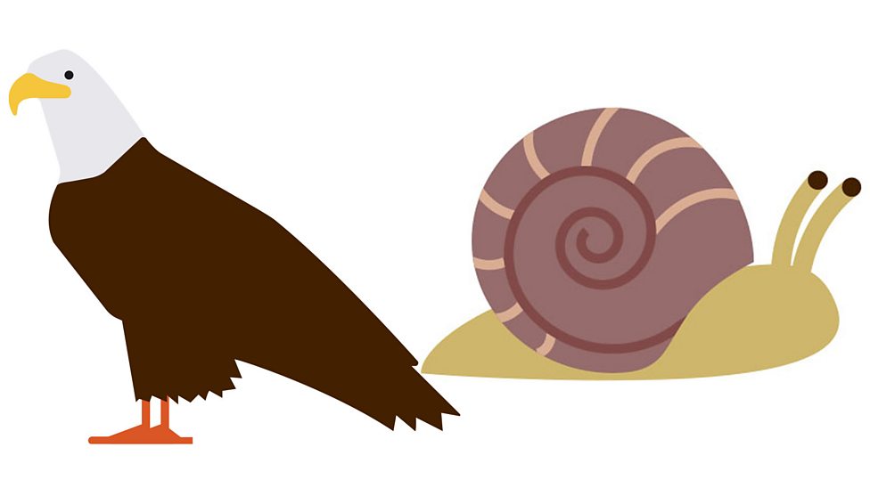 How to classify animals and plants BBC Bitesize