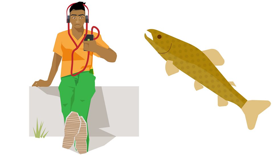 How to classify animals and plants BBC Bitesize