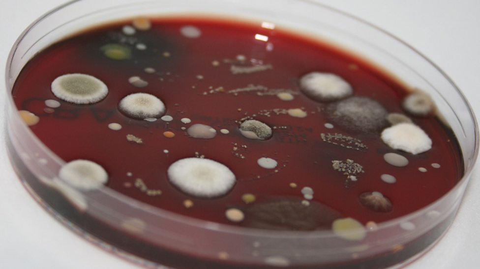 What are the kingdoms? Ecosystems and habitats KS3 Biology BBC