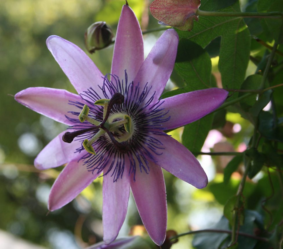 Adaptations of plants Ecosystems and habitats KS3 Biology BBC