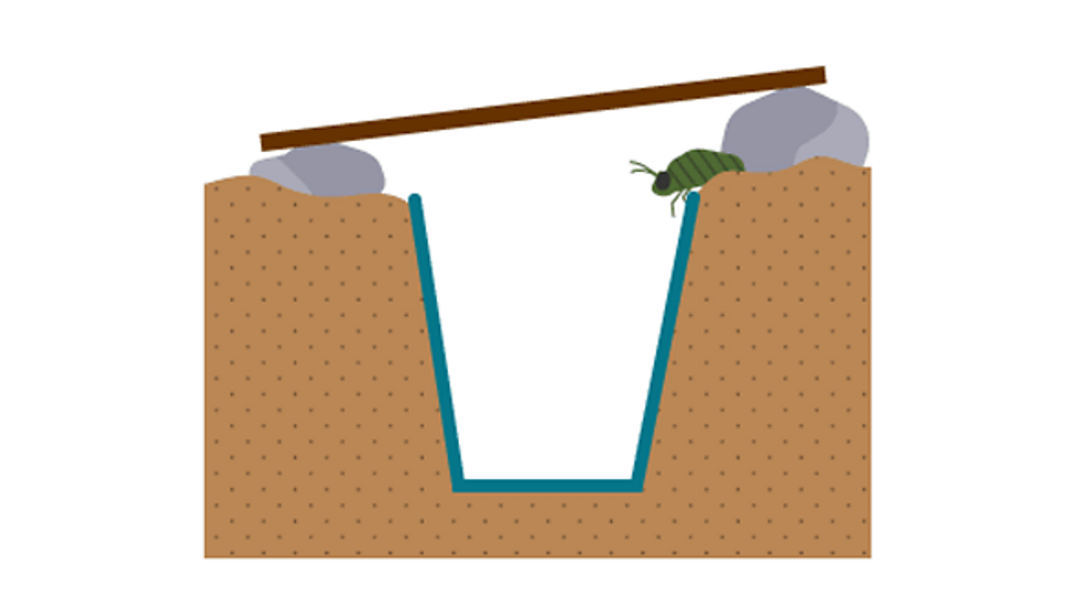 Ecological sampling Ecosystems and habitats KS3 Biology BBC