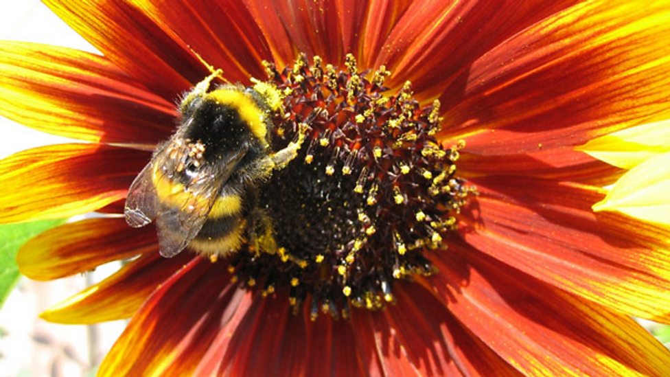 Reproduction KS3 Biology BBC Bitesize