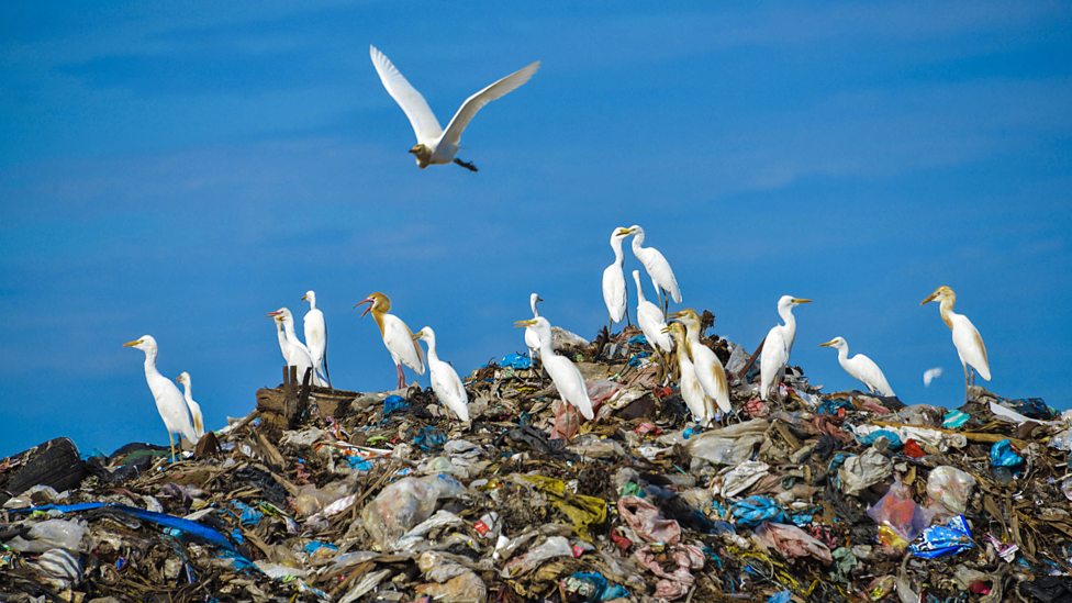 What happens when plastics get into the ocean? KS2 Sustainability