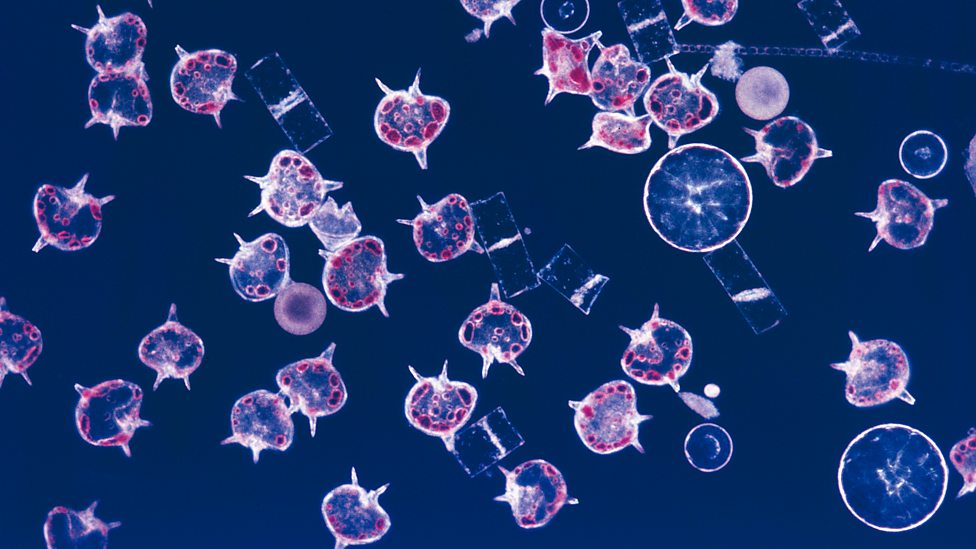 What happens when plastics get into the ocean? KS2 Sustainability