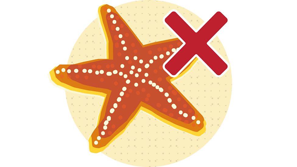 How can we clean up ocean plastics? KS2 Sustainability (Humanities