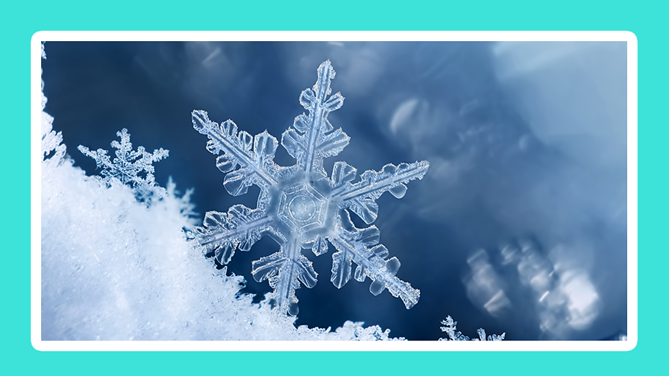 Where can you find symmetry in nature? KS2 The Regenerators BBC