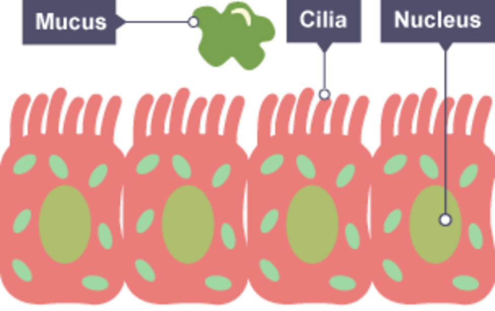 Specialised animal cells - Living organisms - KS3 Biology - BBC