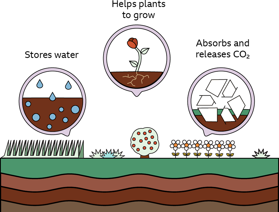 why-is-soil-important-ks2-the-regenerators-bbc-bitesize