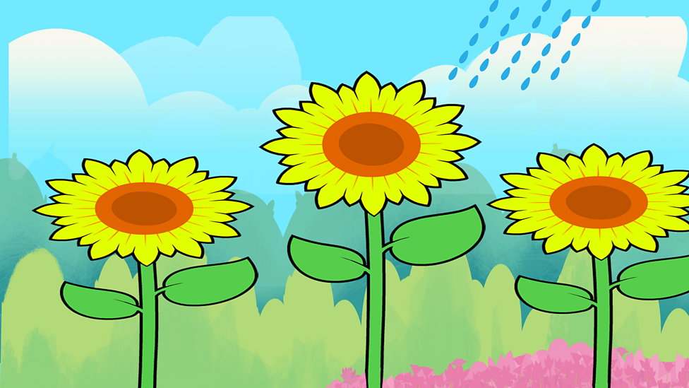 Wild and garden plants BBC Bitesize