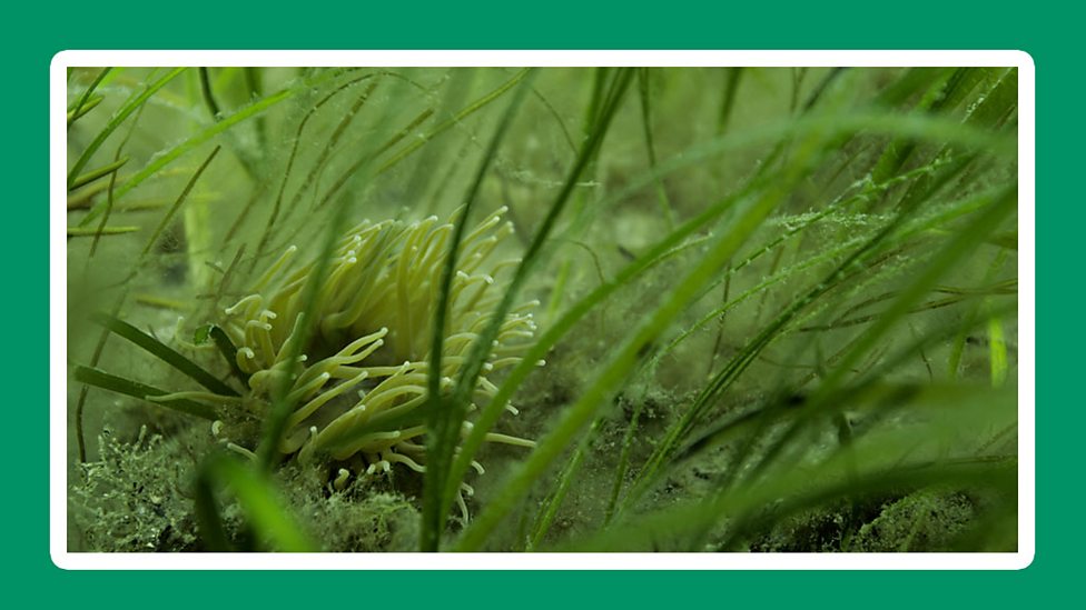 How can we clean up ocean plastics? KS2 Sustainability (Humanities