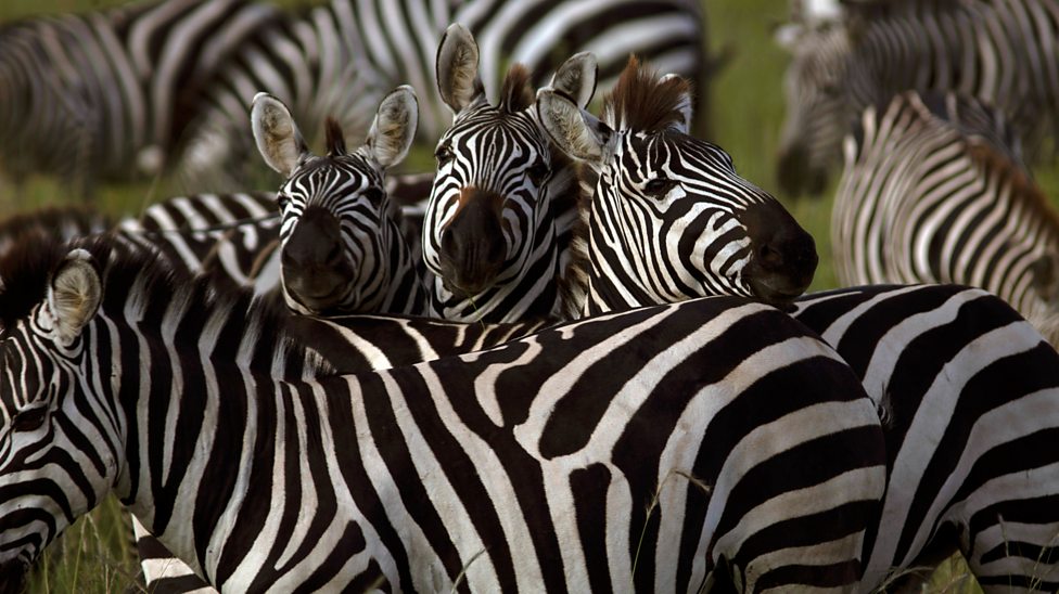 Characteristics of insects - BBC Teach