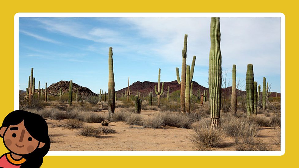 What does a plant need to grow? BBC Bitesize