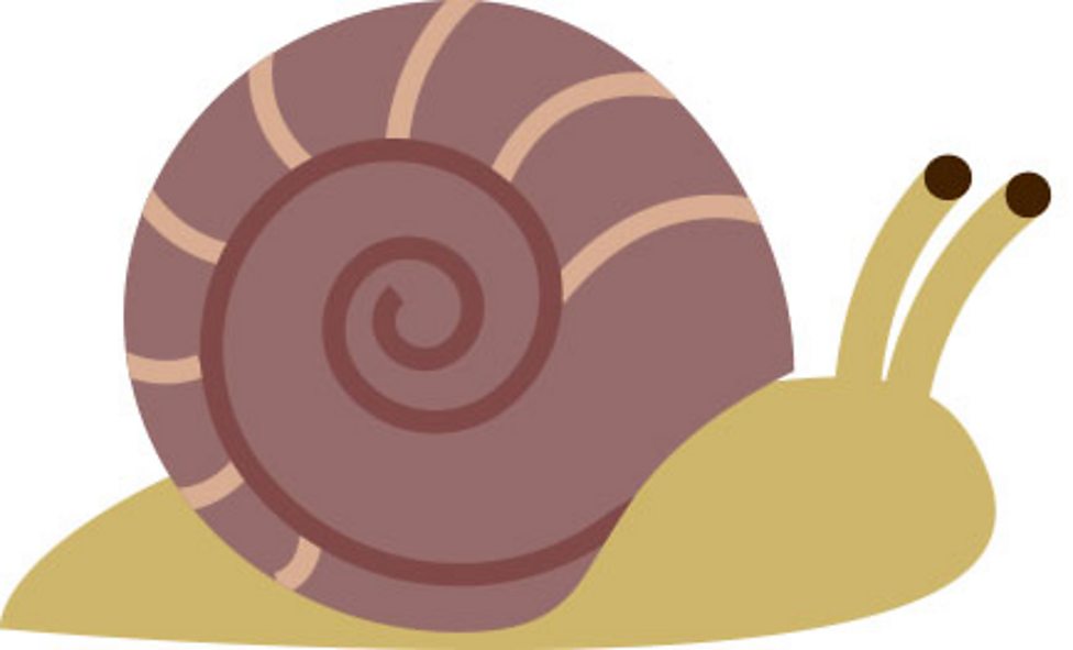 What are minibeasts? BBC Bitesize