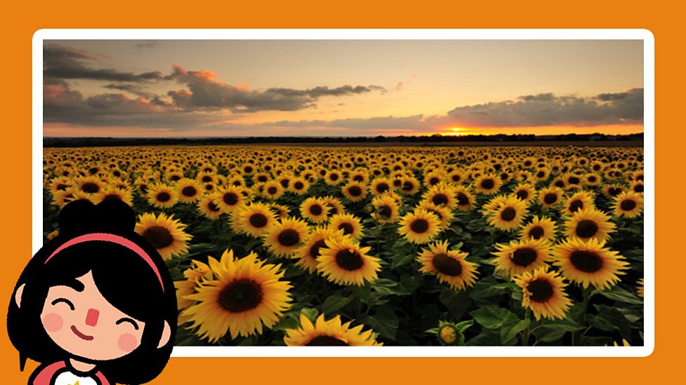 What do a plants need? BBC Bitesize