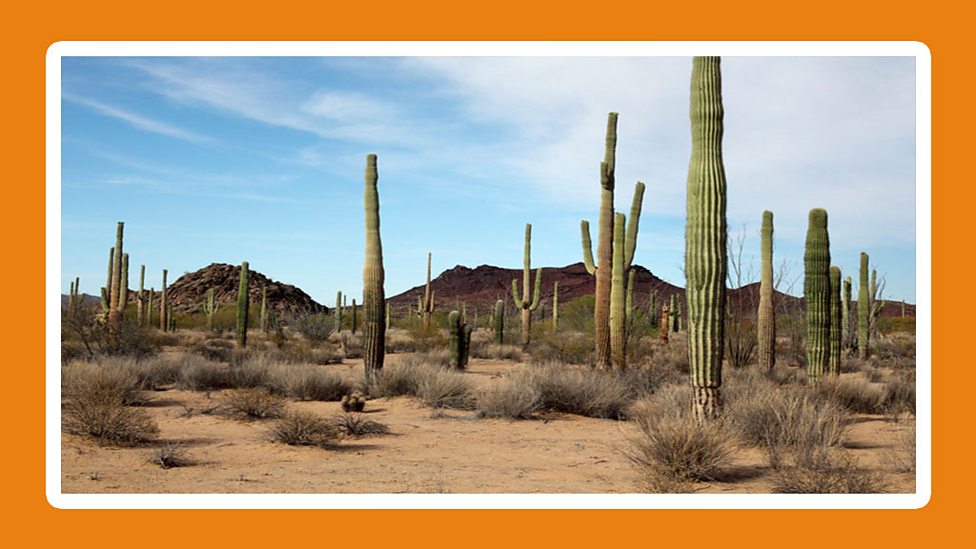 What do a plants need? BBC Bitesize