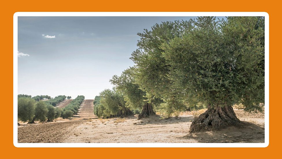 What do a plants need? BBC Bitesize