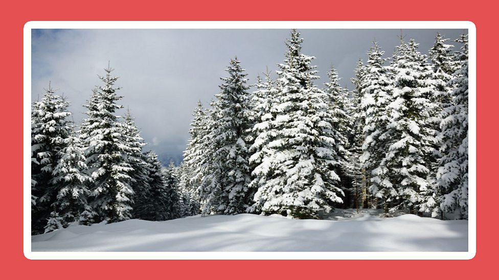 What do a plants need? BBC Bitesize