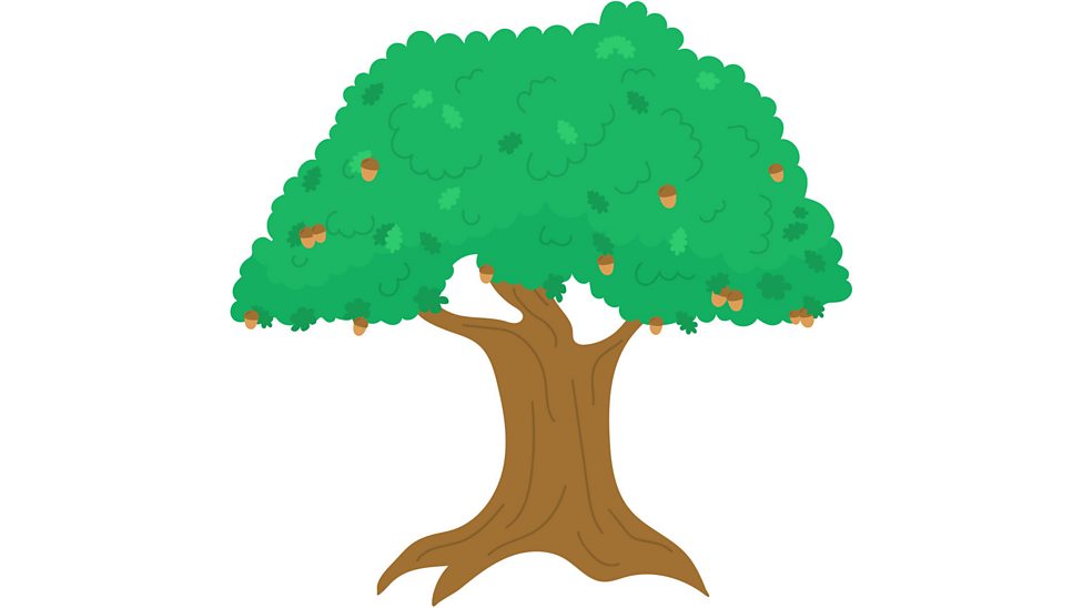 Wild and garden plants BBC Bitesize