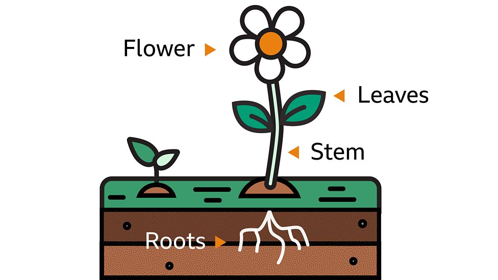 The structure of plants BBC Bitesize