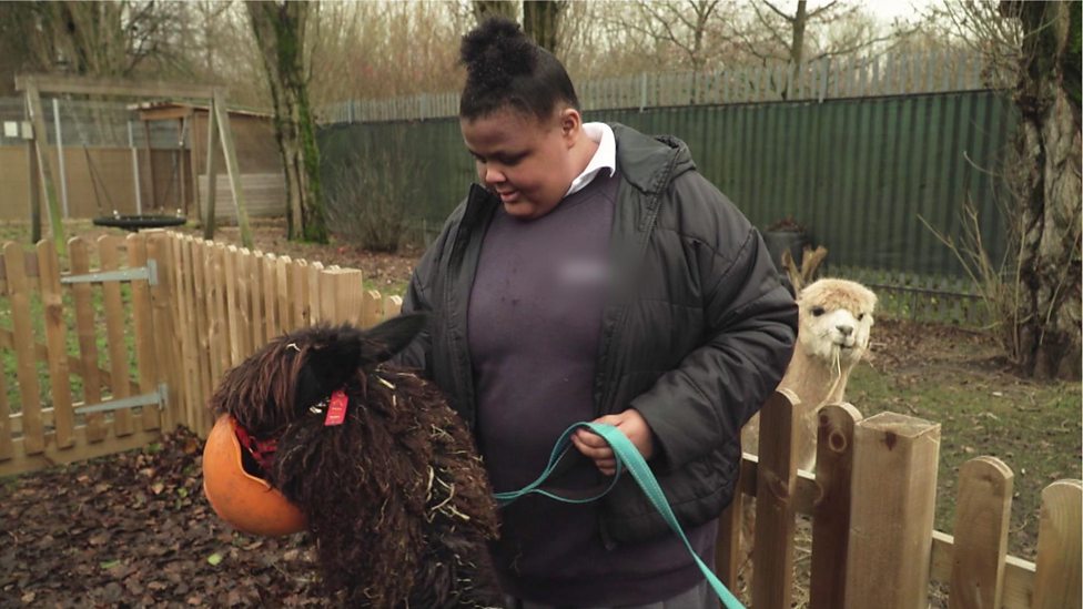 How alpacas are helping pupils with autism
