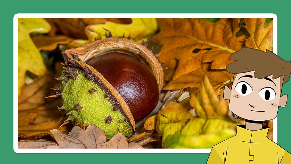 How do plants grow from a seed? KS2 The Regenerators BBC Bitesize