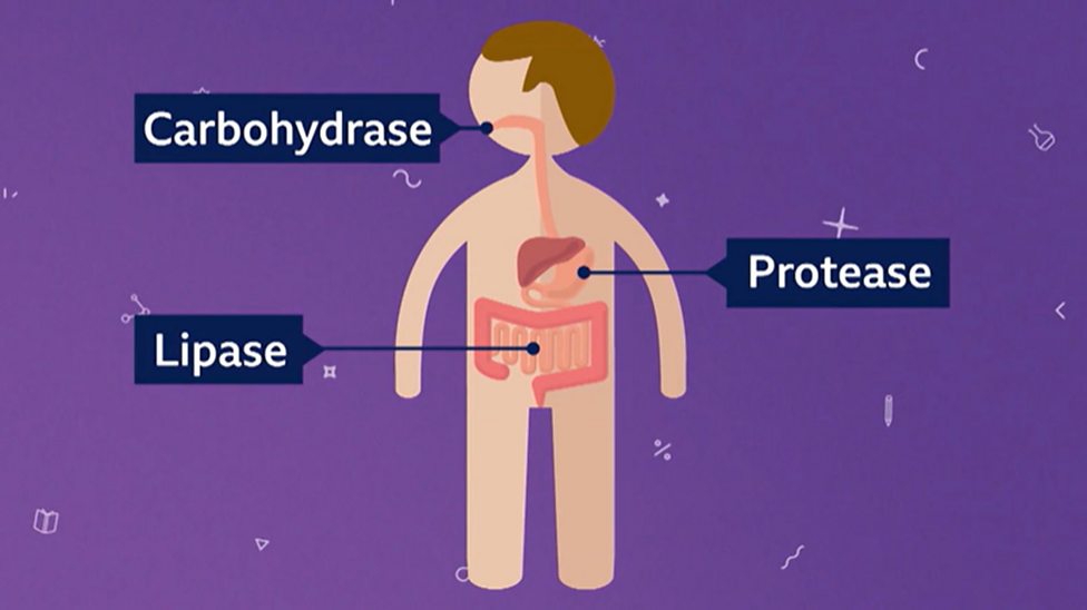 Catalysts guide for KS3 chemistry students BBC Bitesize