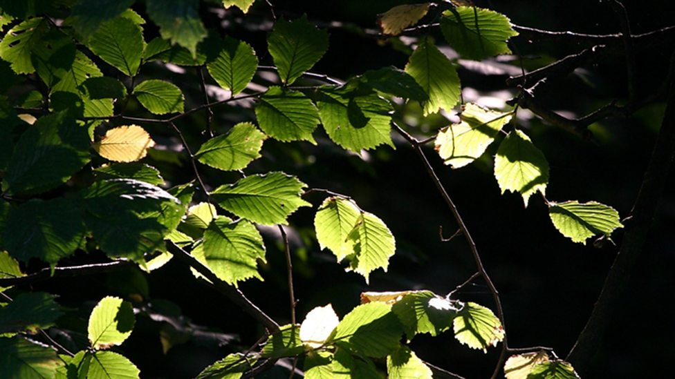 Page 4 Energy forms CCEA GCSE Combined Science Revision CCEA