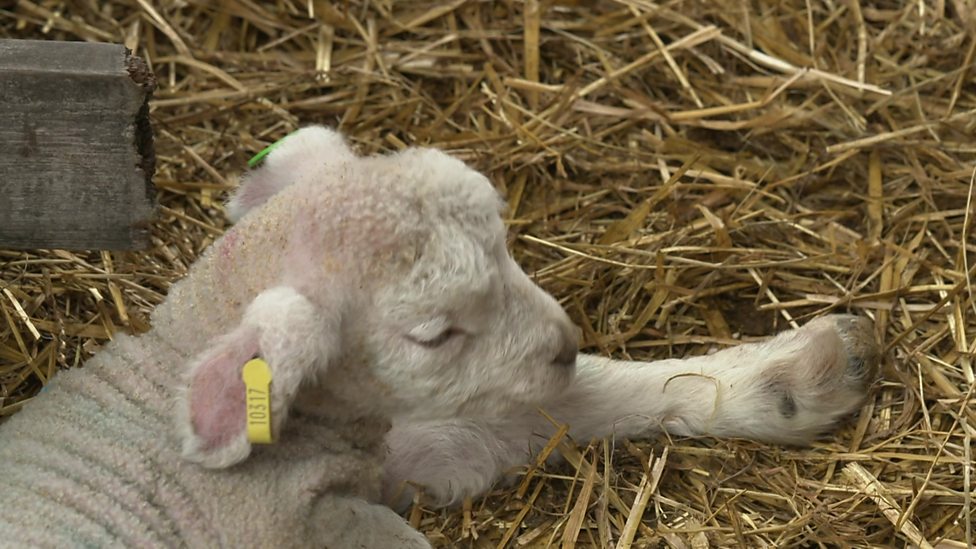 'Ewe' fancy swapping the classroom for a farm?