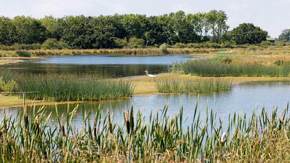 Exploring the UK's wetlands | KS2 Geography | Year 5 and Year 6 - BBC ...