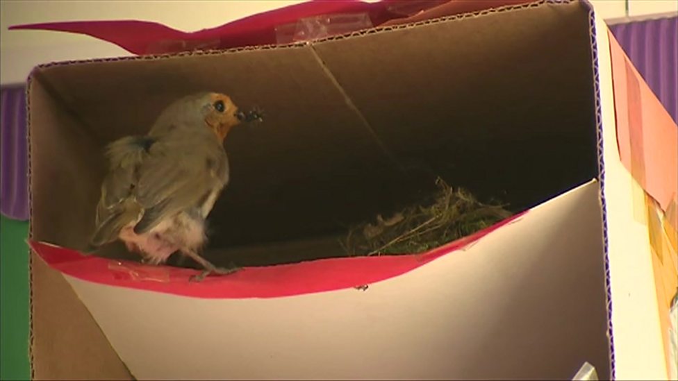 Robins make nest in classroom