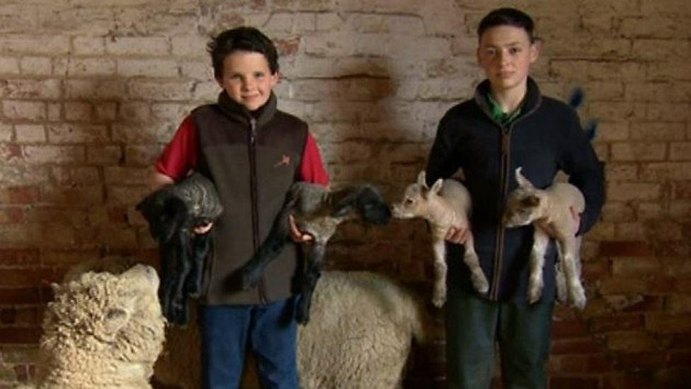 Meet the brothers who LOVE lambing season