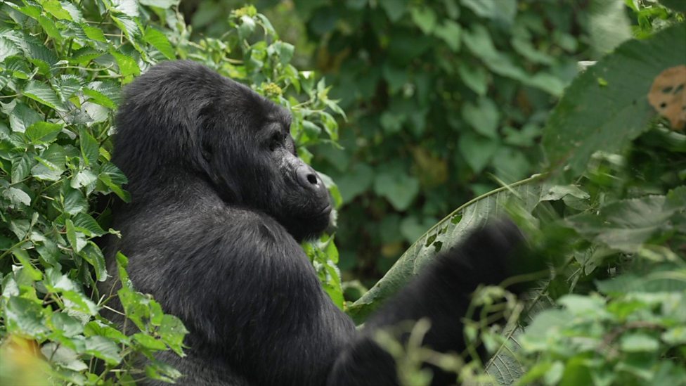Gorillas: What is being done to save them?