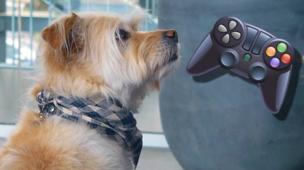 A gaming console... for dogs? CBBC Newsround