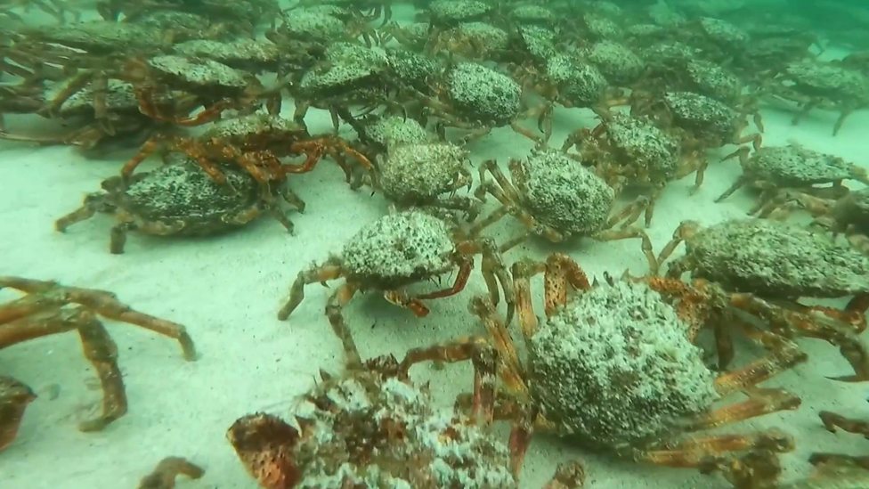 Thousands of spider crabs spotted in Cornwall CBBC Newsround