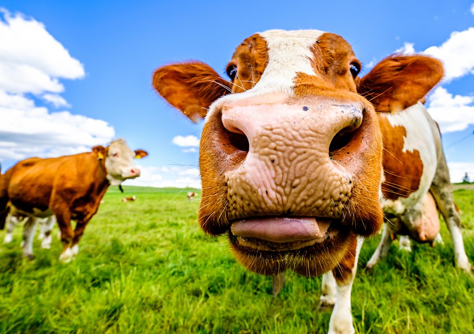 This week's Big Question Who first found out that cows make milk? CBBC Newsround