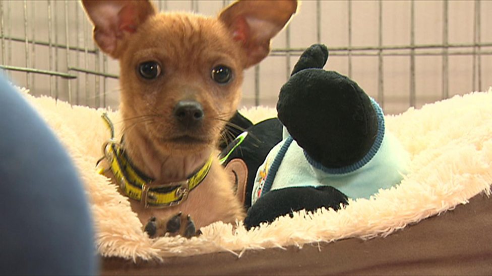 Animal charity say cost of living means people cannot afford pets