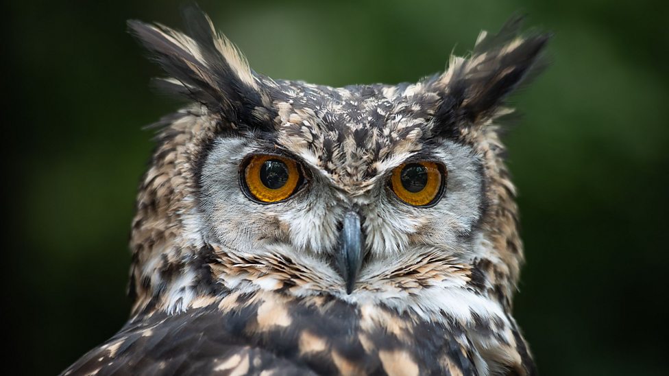 How did an owl play a part in medieval medicine? - BBC Bitesize