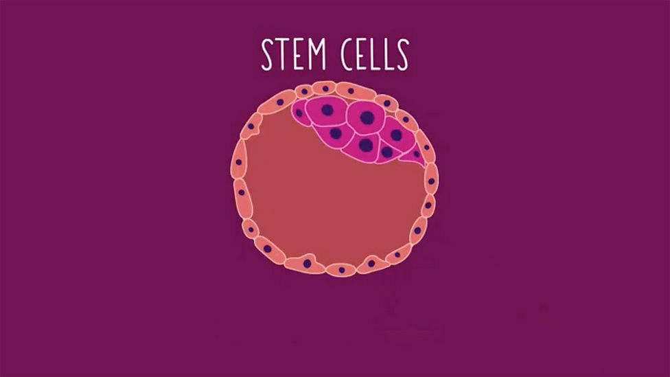 Cells - GCSE Biology (Single Science) - BBC Bitesize