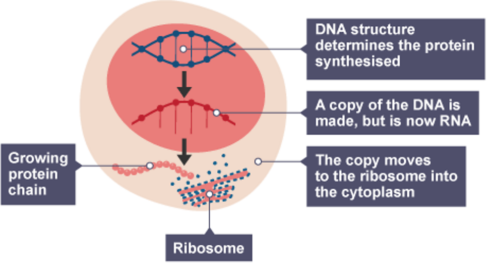 Gcse Science Podcasts The Cell Bbc Bitesize 6630