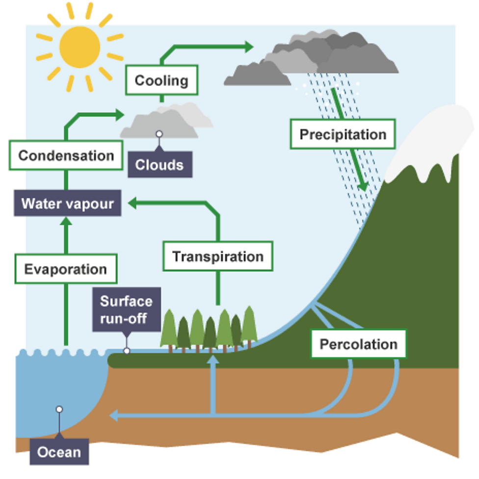 Gcse Science Podcasts - Ecology - Bbc Bitesize