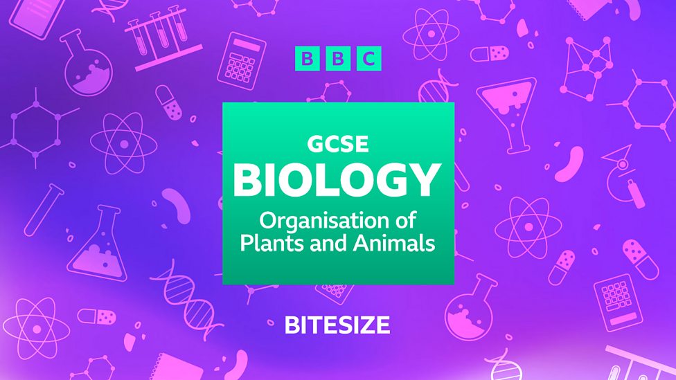 GCSE Biology (Single Science) - AQA - BBC Bitesize