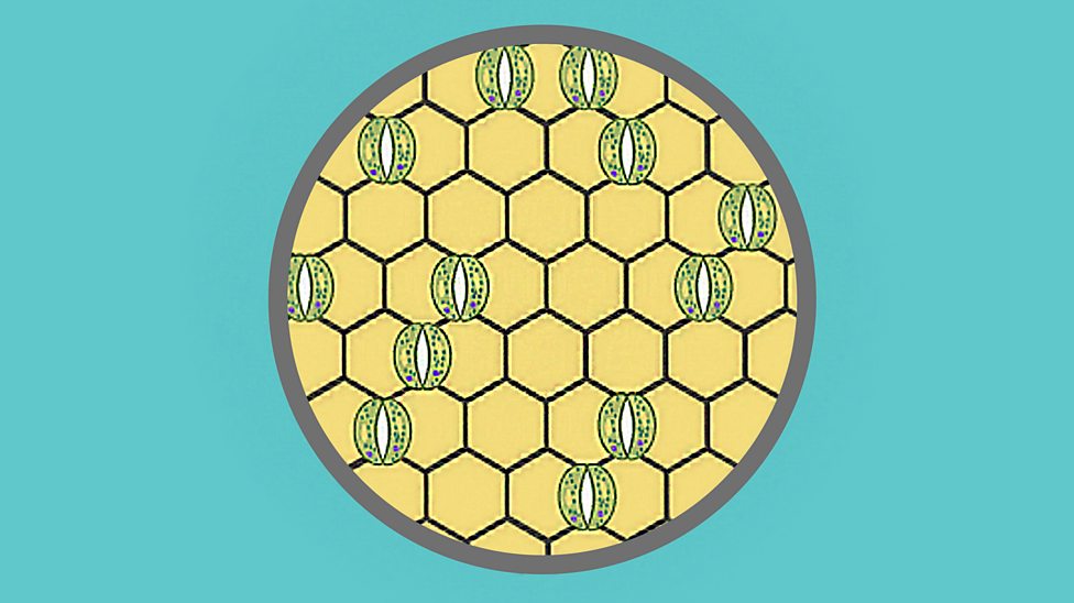 Plant structures and their functions GCSE Combined Science BBC Bitesize