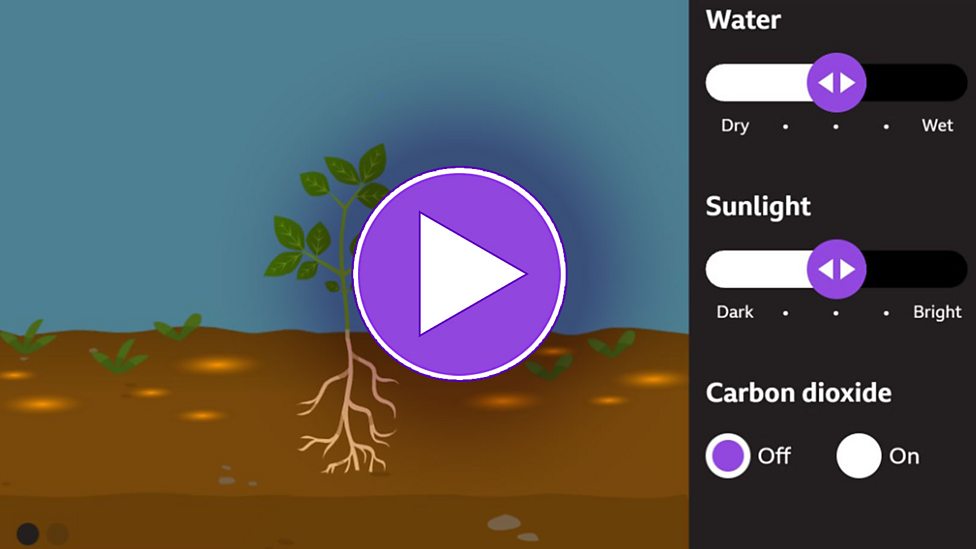 what-is-photosynthesis-respiration-and-gas-exchange-ks3-biology