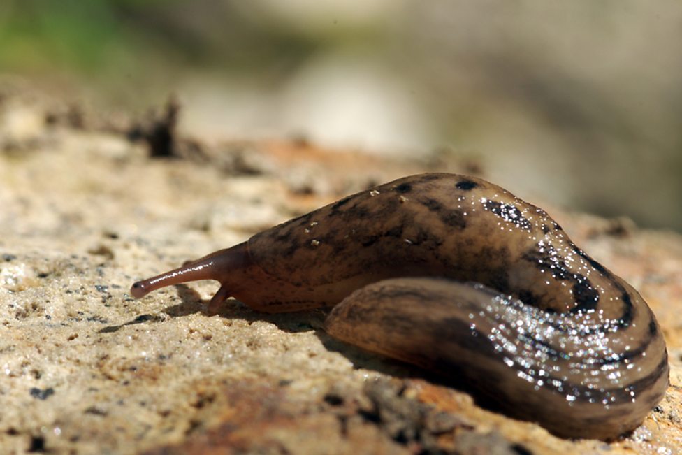 The amazing ways animals communicate with each other - BBC Bitesize
