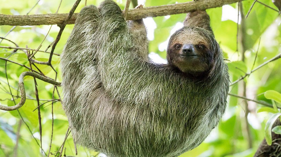 Fat Bear Week 2023 What is fat bear season? BBC Bitesize