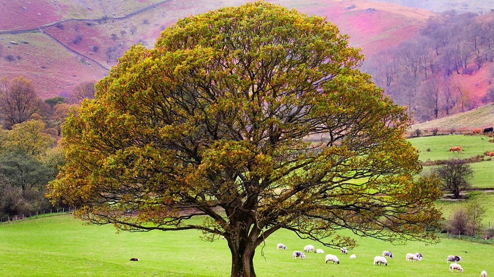 Did you know about these five trees and their amazing arboreal ...